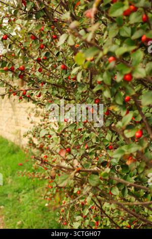 Cespuglio di Cotoneaster che cresce lungo un muro di pietra, rami densamente ricoperti di piccole bacche rosse e fogliame verde. Cotswolds, Inghilterra Foto Stock