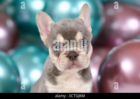 Ritratto di 6 settimane di cucciolo di cane Bulldog francese con marcature husky e palloncini colorati sullo sfondo Foto Stock