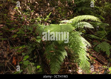 Foglie di felce verde che crescono nella foresta tra alberi e muschio. Sfondo naturale con piante selvatiche. Foto Stock