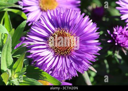 Primo piano singolo, doppio fiore di aster viola con centro giallo. Symphyotrichum novae-angliae "Purple Dome" Foto Stock