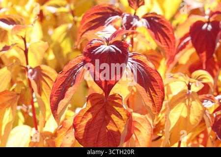 Cornice completa di foglie autunnali rosse, arancioni e gialle brillanti. Cornus sanguinea "Magic Flame" Foto Stock