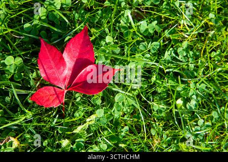 Una foglia autunnale di colore rosso brillante che poggia su una lussureggiante erba verde, simboleggia il cambiamento stagionale e il contrasto naturale in una luce solare vivida. Foto Stock