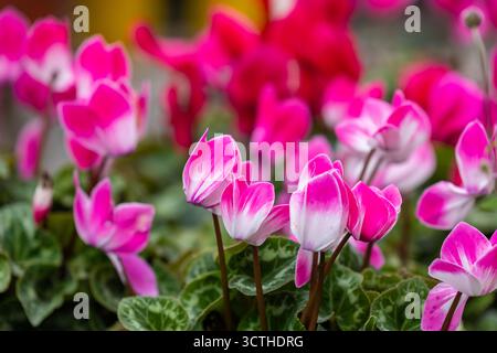 Fiori ciclamini rosa vibranti con foglie variegate in piena fioritura. Foto Stock