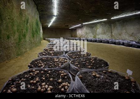 Allevamento sotterraneo di funghi con funghi coltivati in sacchi di terreno Foto Stock