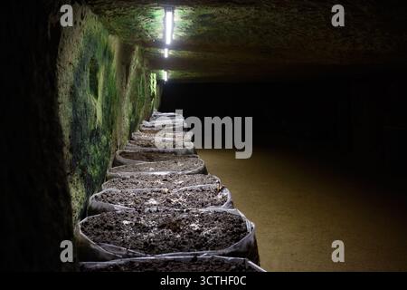 Fila di sacchi di funghi piantati in una caverna agricola poco illuminata Foto Stock