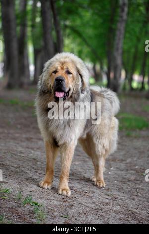 Il mastino tibetano di razza cane si trova nel parco Foto Stock