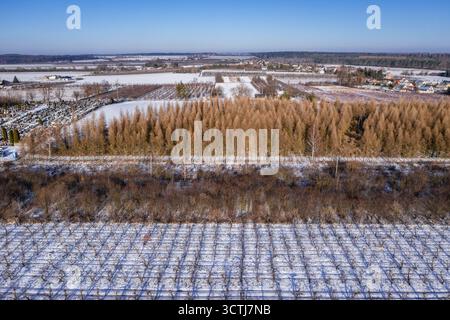 Foto dei frutteti di mele durante l'inverno a Rogow, provincia di Lodz, Polonia Foto Stock