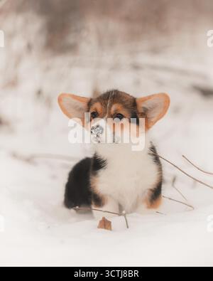 Cucciolo gallese Corgi seduto nella neve profonda con fiocchi di neve sul naso. Foto Stock