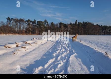 Giovane cane Tamaskan su una strada da campo durante l'inverno in Polonia Foto Stock