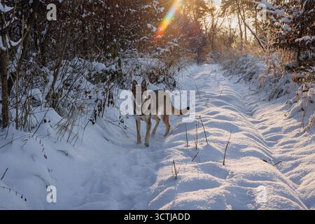 I cani Tamaskan camminano sulla neve durante l'inverno in Polonia Foto Stock