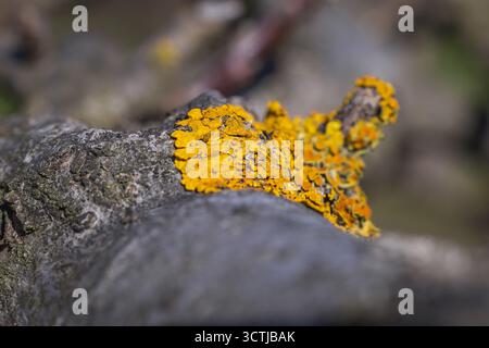 Foto macro di lichene arancio su un ramo di albero da frutto Foto Stock