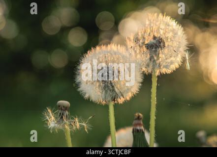 Dettagli dei frutti maturi delle piante di dente di leone comune Foto Stock