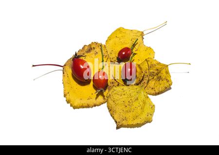 Frutti di bosco con foglie autunnali. Foto Stock