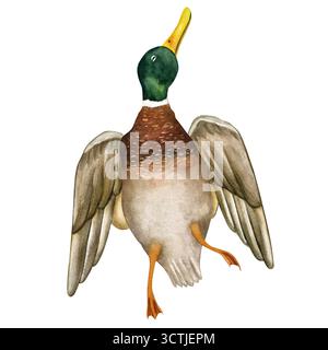 Anatra morta, uomo ucciso. Per le illustrazioni dei trofei di caccia. Illustrazione acquerello su sfondo bianco. Disegnato a mano Foto Stock