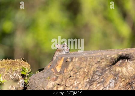 Un ratto bruno selvaggio del Regno Unito (Rattus norvegicus) che sbircia tra i tronchi mentre cerca cibo in una giornata di sole primaverile. Foto Stock