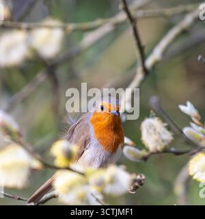 Primo piano di un uccello selvaggio del Regno Unito (erithacus rubecula) che si trova isolato in un albero cespuglioso con fiori gialli, con piume soffocate nel vento. Foto Stock
