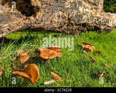 Funghi bruni selvatici che crescono in lussureggiante erba verde accanto a un tronco in decadenza in autunno Foto Stock