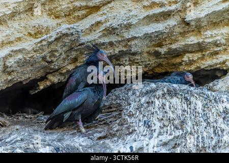 Bald ibis o Geronticus eremita, uccello pelecaniforme della famiglia Threskiornitidae Foto Stock