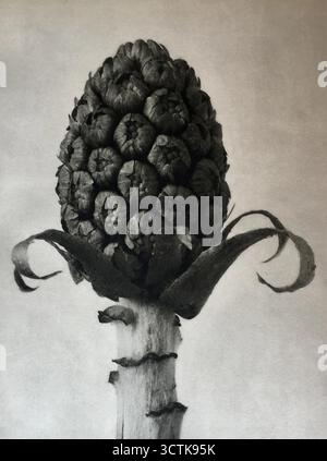 Petasites officinalis. Da: Urformen der Kunst (forme d'arte nella natura), 1928. Collezione privata. Foto Stock