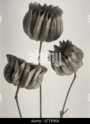 Abutilon. Da: Urformen der Kunst (forme d'arte nella natura), 1928. Collezione privata. Foto Stock