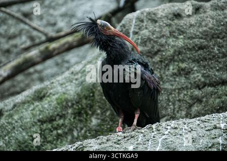 Ibis appollaiato su una roccia Foto Stock