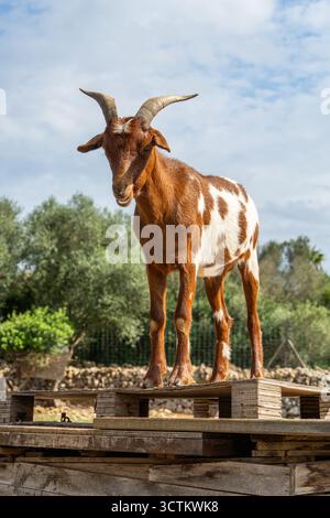 Ritratto di capra marrone e bianca con macchie, in piedi con sicurezza sotto il cielo blu. Rappresenta animali da fattoria, vita all'aperto, agricoltura sostenibile. Foto Stock