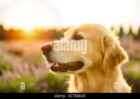 Golden Retriever in campo con fiori viola e lavanda Foto Stock
