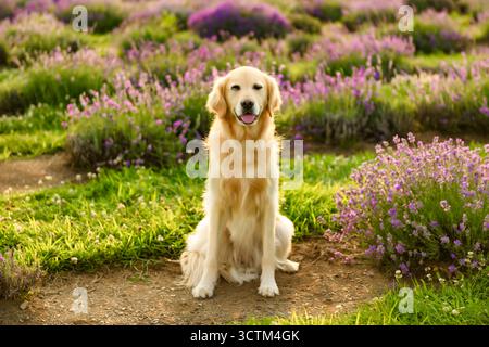 Golden Retriever in campo con fiori viola e lavanda Foto Stock