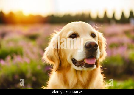 Golden Retriever in campo con fiori viola e lavanda Foto Stock
