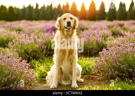 Golden Retriever in campo con fiori viola e lavanda Foto Stock