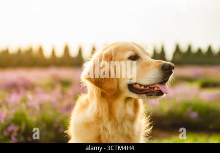 Golden Retriever in campo con fiori viola e lavanda Foto Stock
