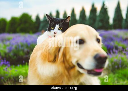 Golden Retriever e gatto in campo con fiori di lavanda. Foto Stock