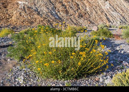 Grande boscaglia in fiore su terreni rocciosi, la Valle della morte, con fiori gialli luminosi che contrastano la vegetazione desertica e la collina ricoperta di scisto. Foto Stock
