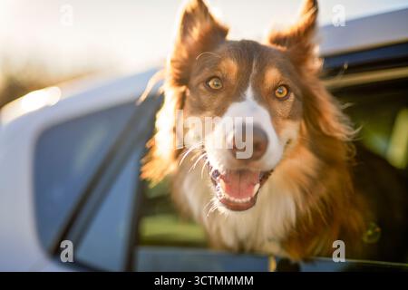 brown tricolore pastore australiano all'interno dell'auto Foto Stock