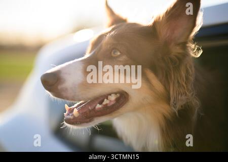brown tricolore pastore australiano all'interno dell'auto Foto Stock