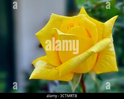 Primo piano del fiore giallo brillante della rosa ibrida del tè Landor Foto Stock