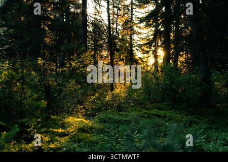 La luce del sole filtra attraverso la fitta tettoia forestale, gettando luce sul verde sottostante Foto Stock