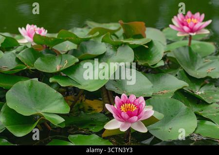 Tre ninfee rosse (Nymphaea Pygmaea Rubra), fiorite in un lago con foglie verdi intorno Foto Stock
