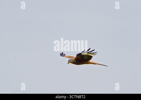 Aquilone rosso (Milvus milvus) che si innalza nel cielo con ali spalmate e coda a forca, vista dettagliata del piumaggio in luce naturale. Foto Stock