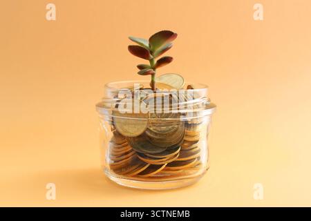 Pianta succulenta che cresce in un vaso di vetro con monete d'oro Foto Stock