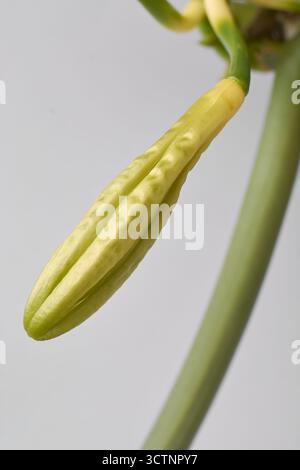 vista macro del fiore di vaniglia sfondo grigio neutro isolato, messa a fuoco morbida con spazio di copia per testo, concetto naturale e botanico Foto Stock