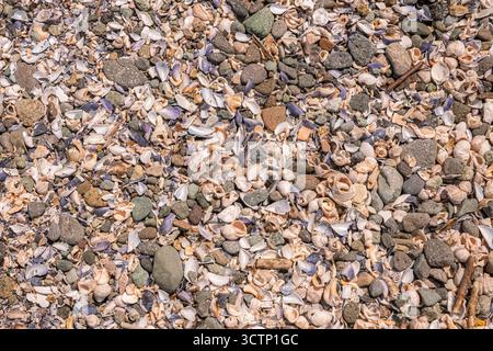 Vista dall'alto ad alta risoluzione di una spiaggia naturale disseminata di conchiglie rotte. Erosione costiera, resti di vita marina e immersioni ricche Foto Stock