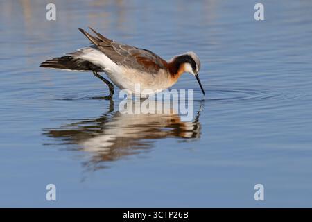 Wilson's Phalarope, lago Cochise, Willcox, Arizona, Stati Uniti, aprile 2025 Foto Stock