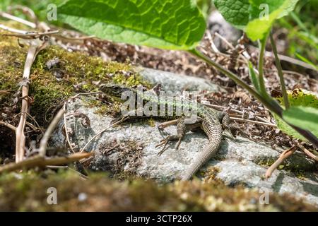 Primo piano di una lucertola verde con intricati motivi giallo-verde che poggiano su una roccia coperta di muschio. Perfetto per temi di fauna selvatica e diversit ecologico Foto Stock