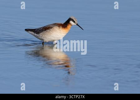 Wilson's Phalarope, lago Cochise, Willcox, Arizona, Stati Uniti, aprile 2025 Foto Stock