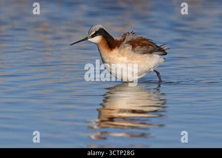 Wilson's Phalarope, lago Cochise, Willcox, Arizona, Stati Uniti, aprile 2025 Foto Stock