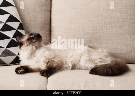 Adorabile gatto thailandese disteso su un divano grigio nel soggiorno Foto Stock