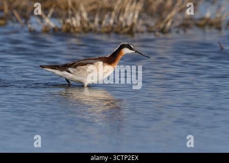 Wilson's Phalarope, lago Cochise, Willcox, Arizona, Stati Uniti, aprile 2025 Foto Stock