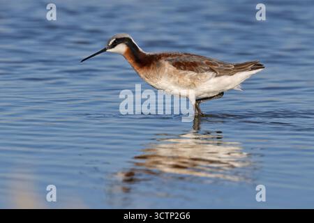 Wilson's Phalarope, lago Cochise, Willcox, Arizona, Stati Uniti, aprile 2025 Foto Stock