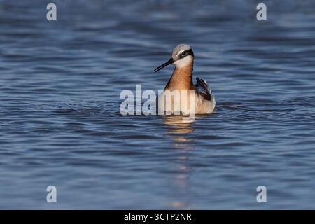 Wilson's Phalarope, lago Cochise, Willcox, Arizona, Stati Uniti, aprile 2025 Foto Stock